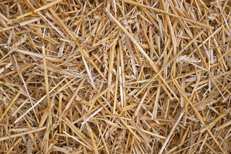 Wheat straw raw material used in wheat straw dinnerware manufacturing